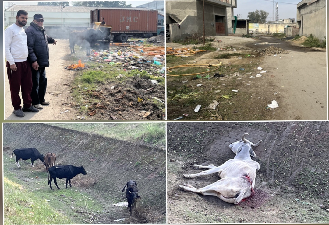The pollution spread in Improvement Truss (Ward No. 14) has become a nuisance for the city residents, there is a risk of spreading diseases, the health department has kept silent.